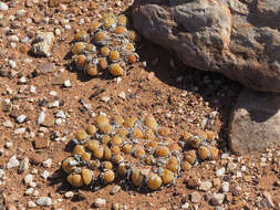 Image of Gibbaeum nuciforme Hartmann