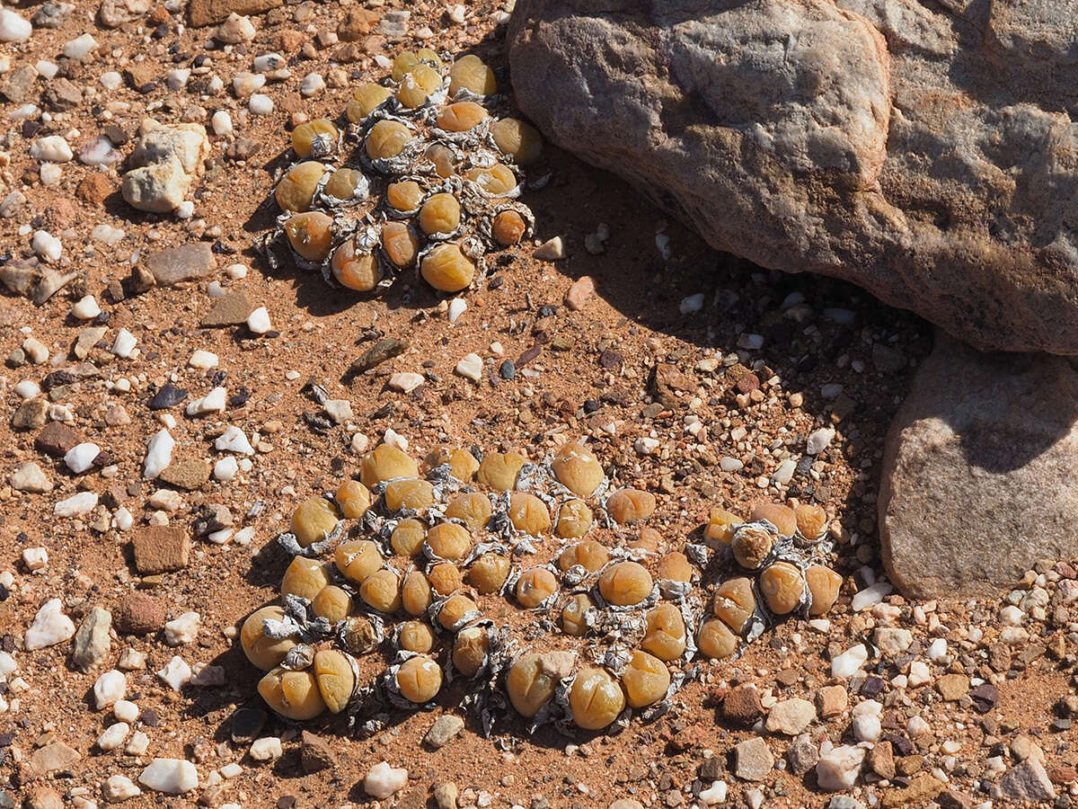 Image of Gibbaeum nuciforme Hartmann