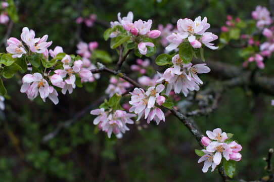 Plancia ëd Malus sylvestris subsp. orientalis (Uglitzk.) Browicz