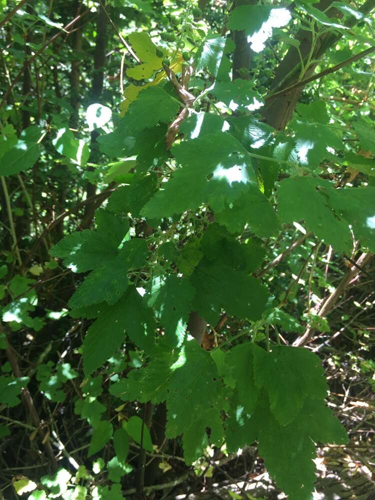 Image of Ribes magellanicum Poir.