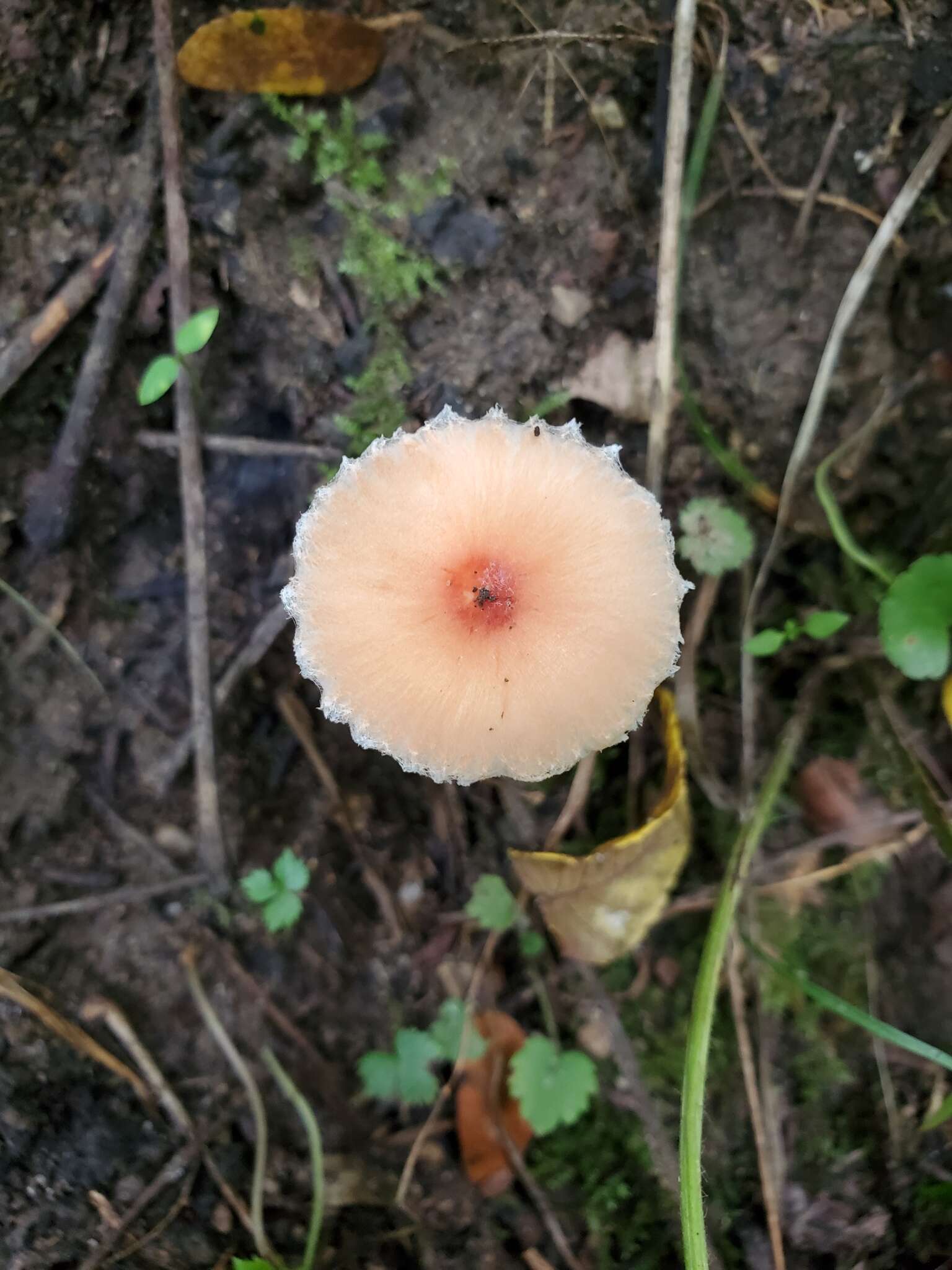 Leucoagaricus rubrotinctus (Peck) Singer 1948 resmi