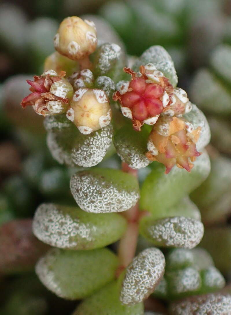 Image of Crassula corallina subsp. corallina