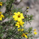 Imagem de Coreopsis fasciculata Wedd.