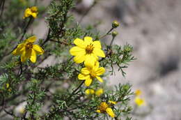 Imagem de Coreopsis fasciculata Wedd.