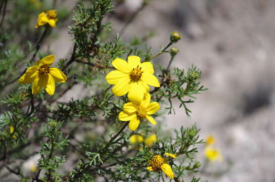 Imagem de Coreopsis fasciculata Wedd.