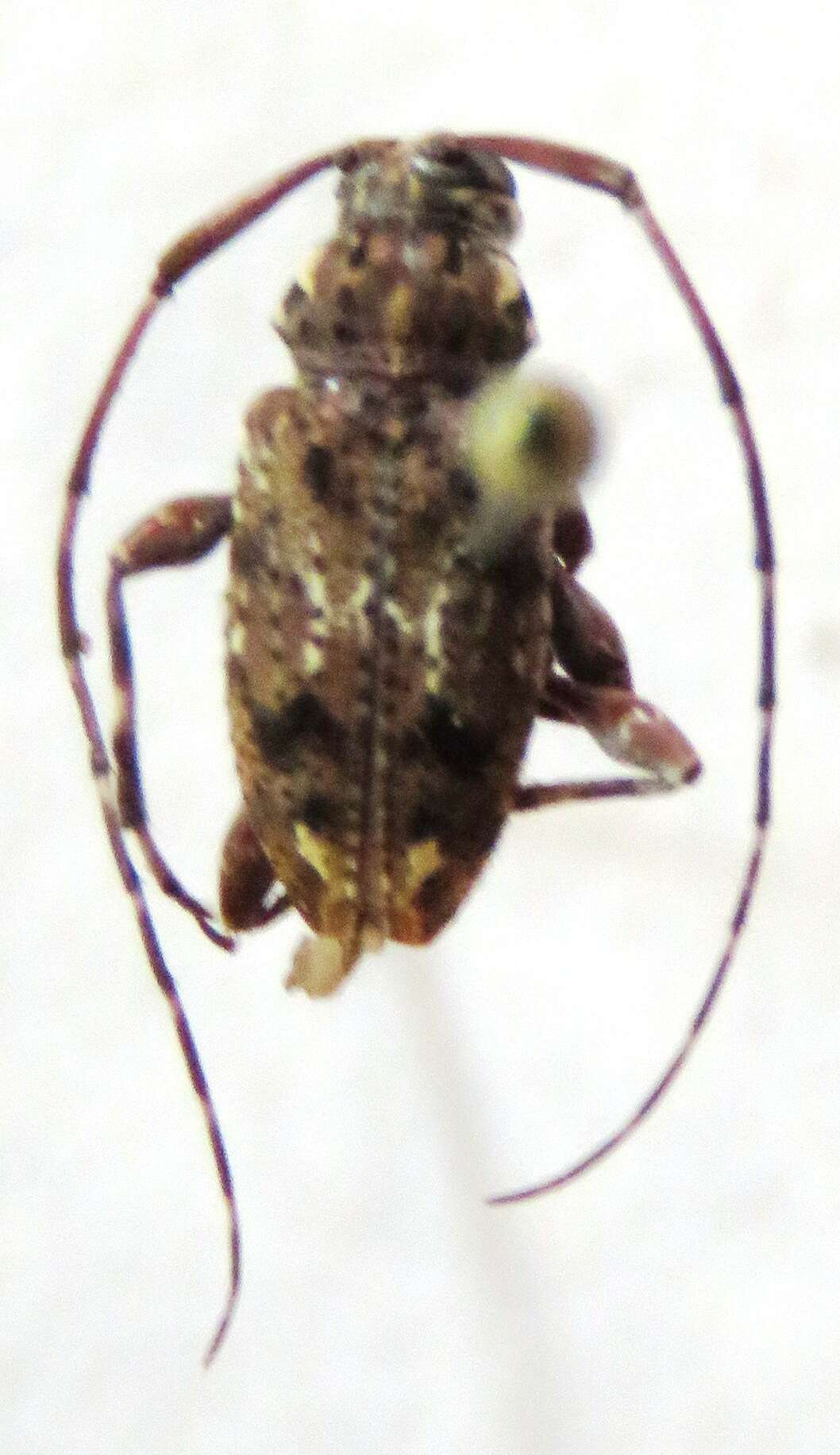 Image of Oedopeza ocellator (Fabricius 1801)