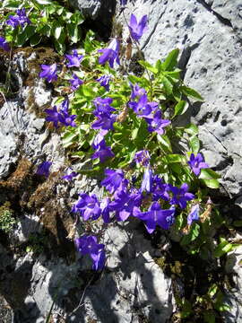 Image de Campanula autraniana Albov