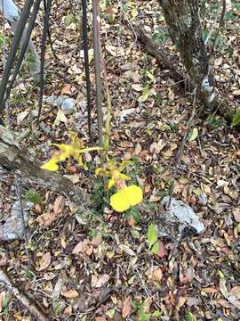 Image of Trichocentrum ascendens (Lindl.) M. W. Chase & N. H. Williams