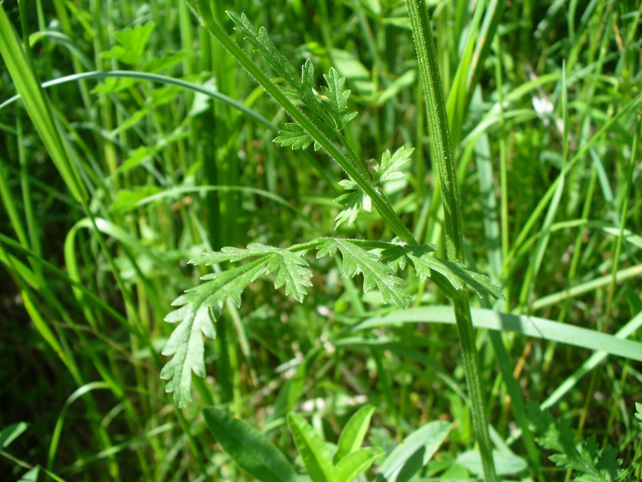 Image of Pastinaca pimpinellifolia M. Bieb.