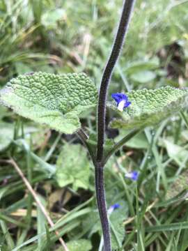 Image of Salvia palifolia Kunth