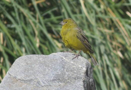 Image of Greenish Yellow Finch