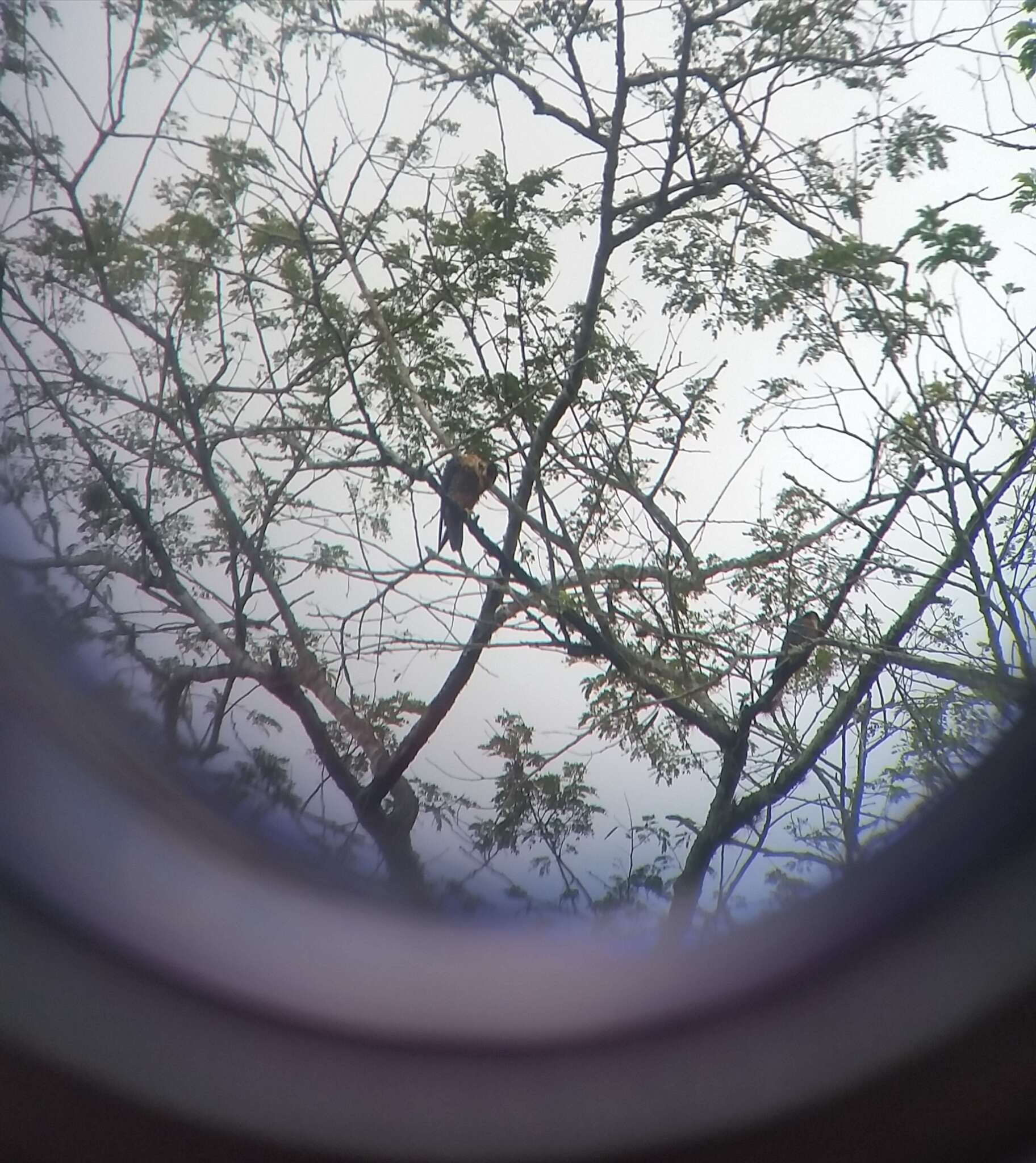 Image of Orange-breasted Falcon