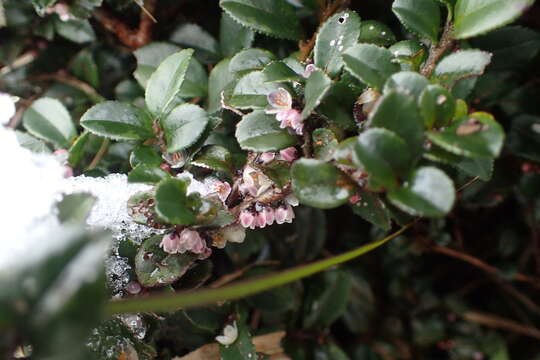 Image de Eurya crenatifolia (Yamamoto) Kobuski