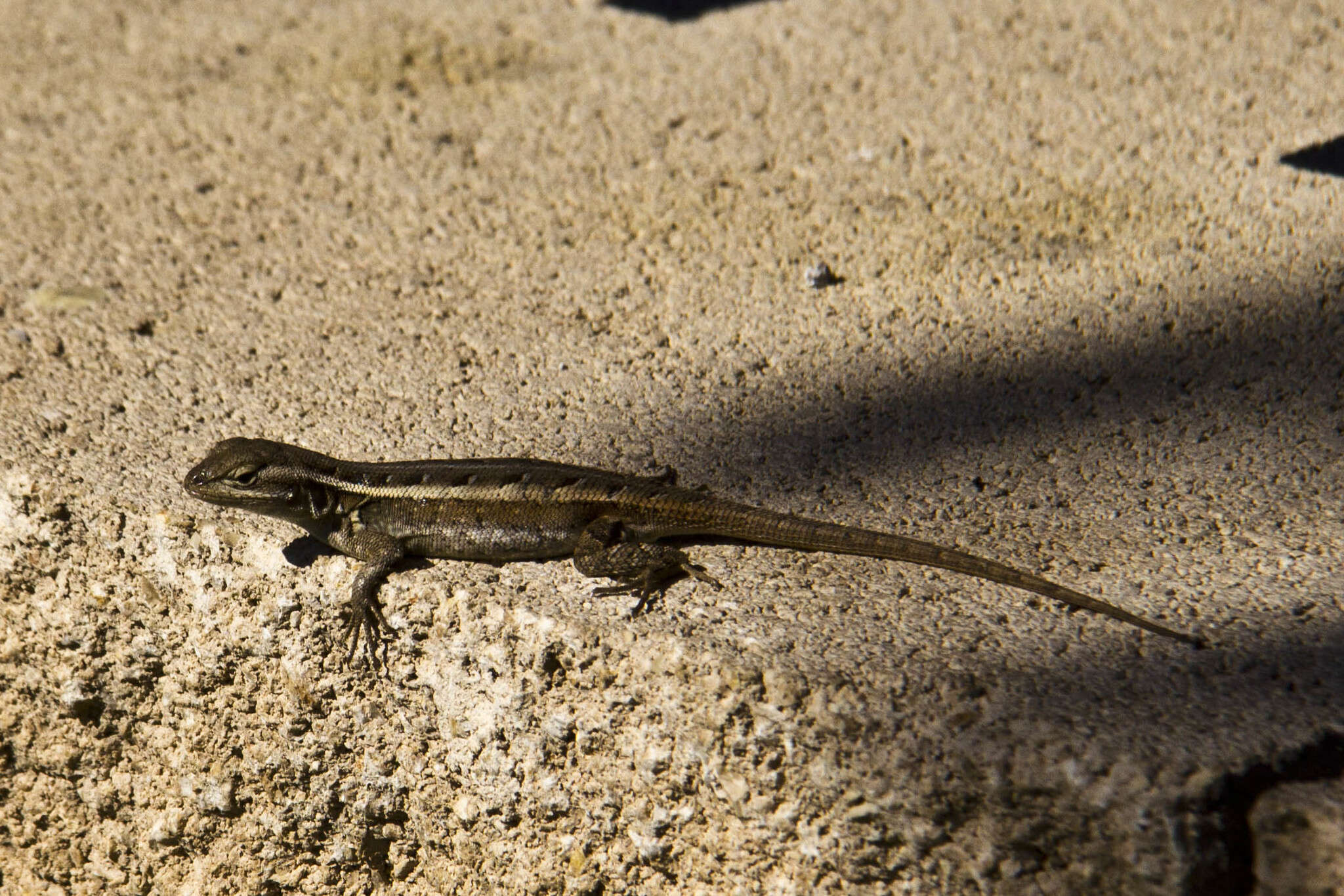 Image of Rose-bellied Lizard