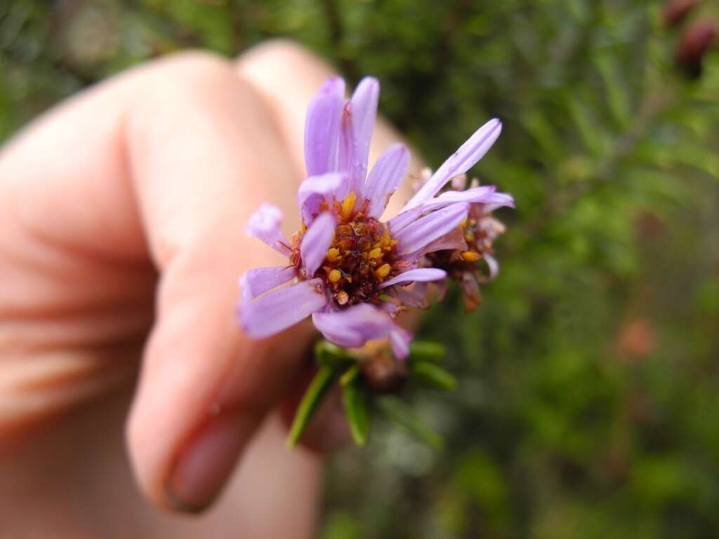 Image of Diplostephium vermiculatum Cuatrec.