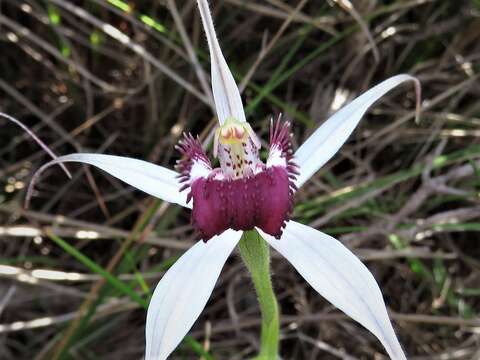 Caladenia nivalis Hopper & A. P. Br.的圖片