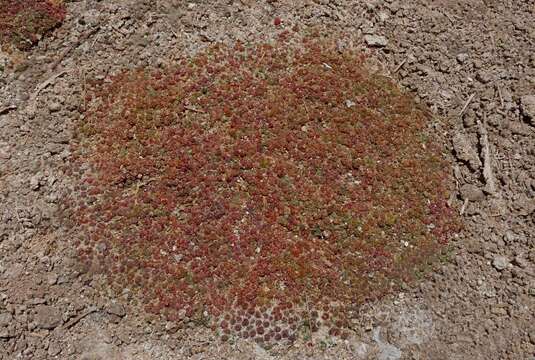 Sivun Salicornia pulvinata R. Fries kuva