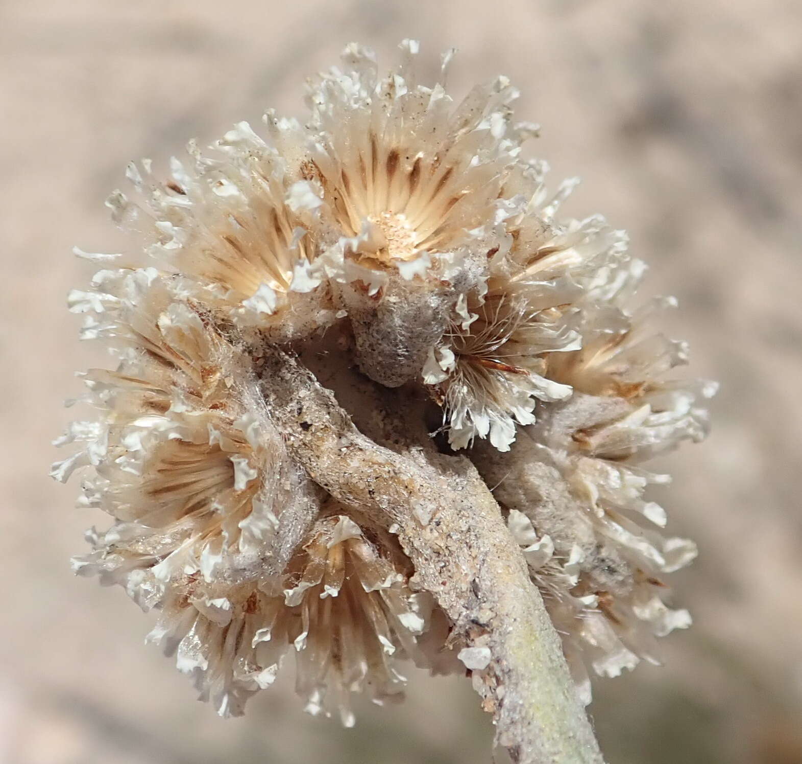 Image de Helichrysum rotundifolium (Thunb.) Less.