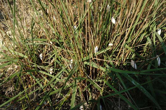 Image of Elymus nodosus (Steven ex Griseb.) Melderis