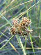 Sivun Cyperus decurvatus (C. B. Clarke) C. Archer & Goetgh. kuva