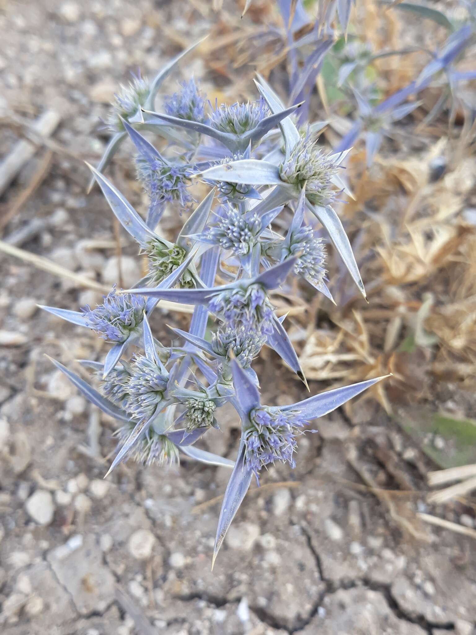 Image of Eryngium triquetrum Vahl