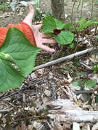 Imagem de Trillium sulcatum T. S. Patrick