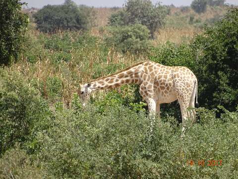 Plancia ëd Giraffa camelopardalis peralta Thomas 1898