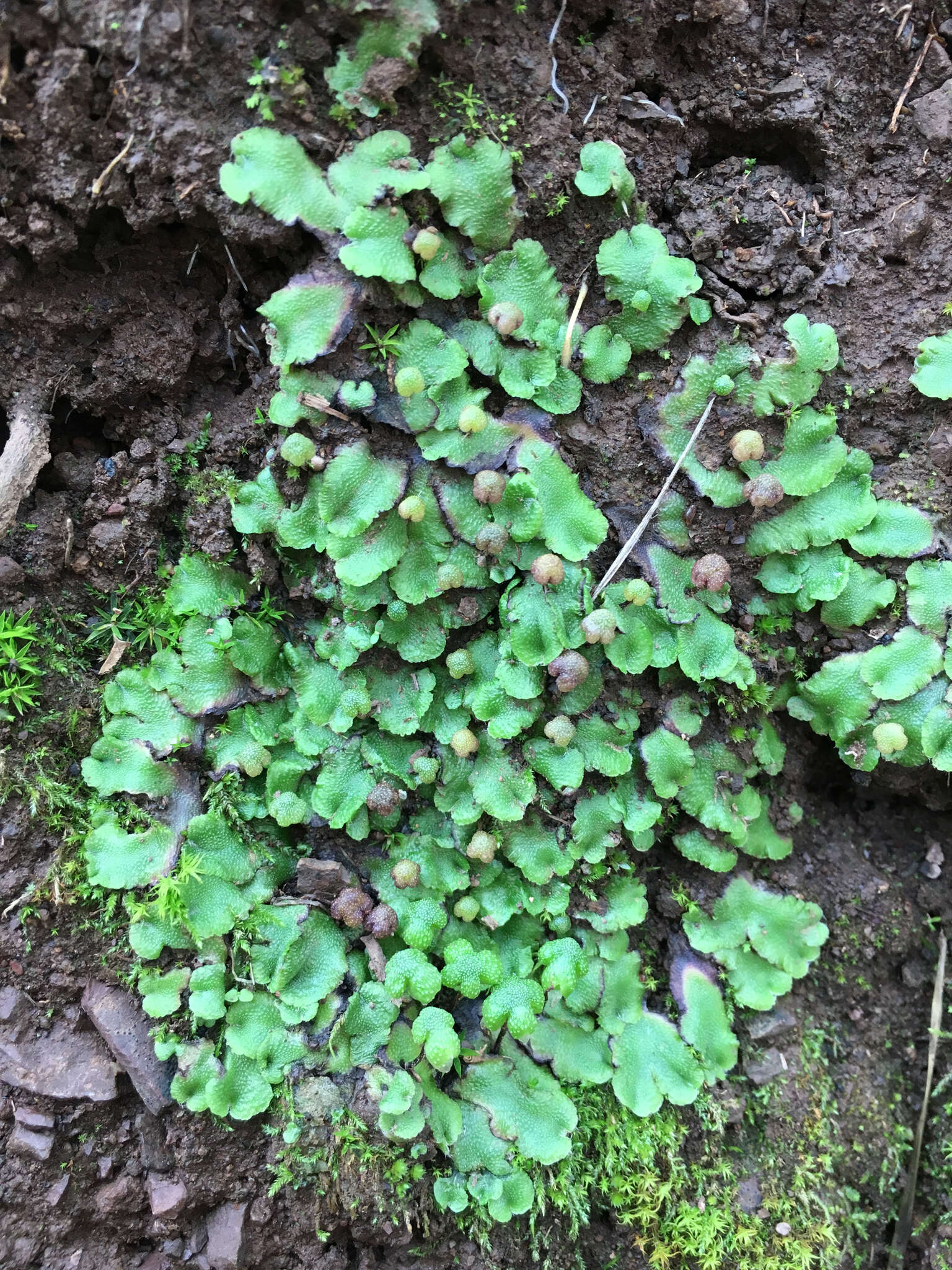 Image of Asterella californica (Hampe ex Austin) Underw.