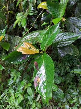 Ficus benguetensis Merr.的圖片