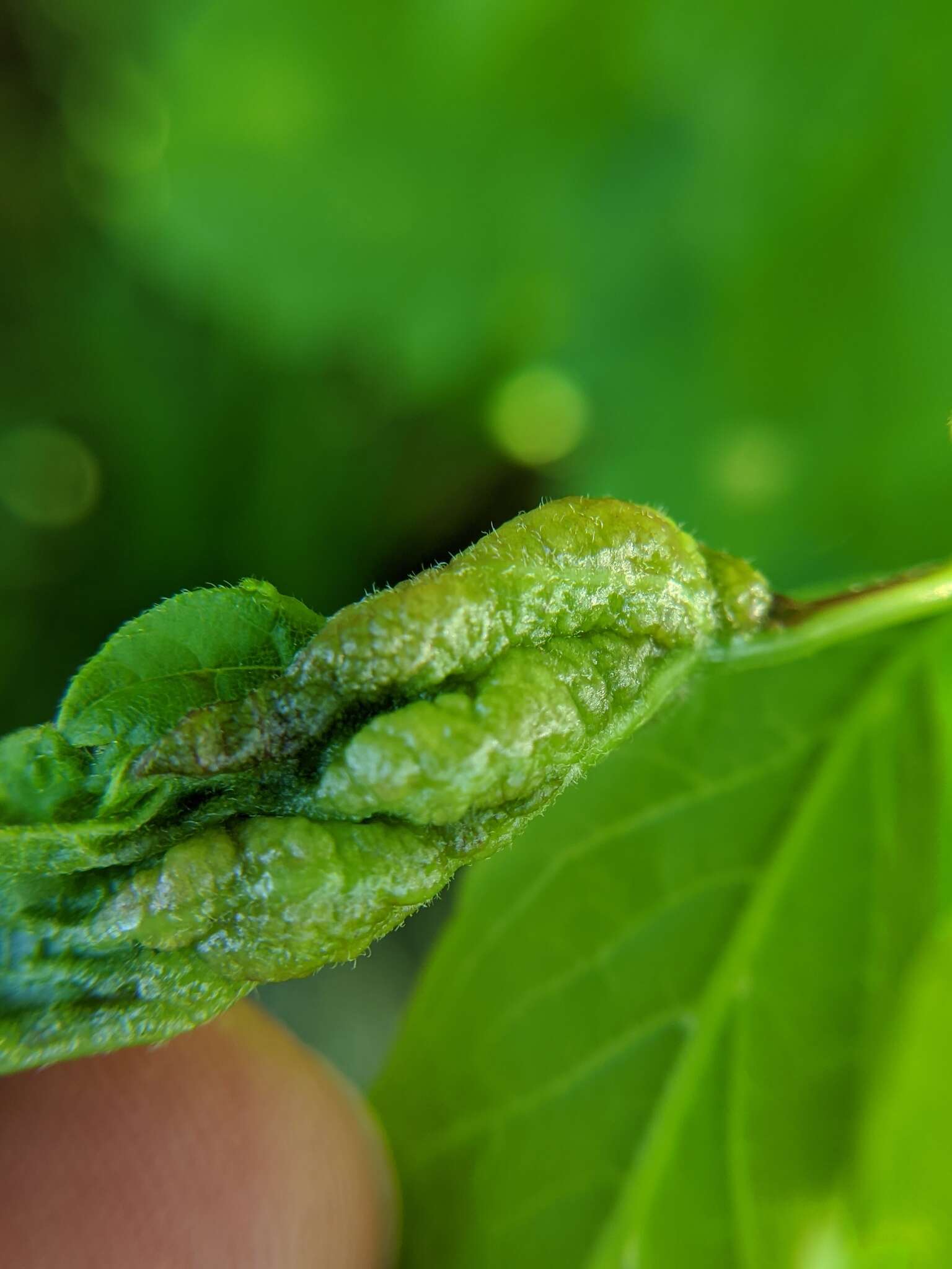 Image of Boxelder Gall Midge