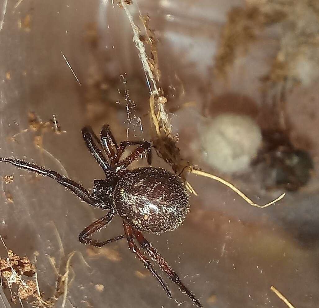 Steatoda diamantina Levi 1962的圖片