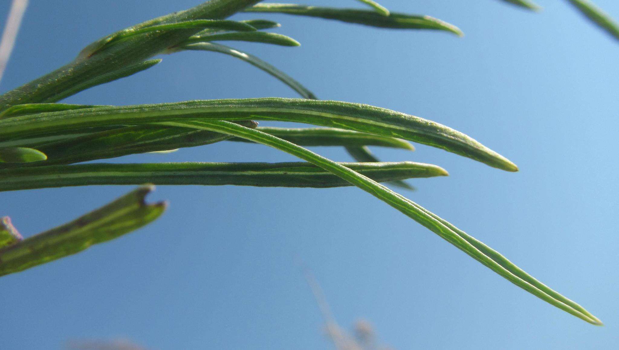 Image of Nidorella linifolia DC.