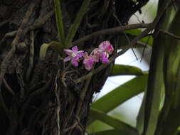 Image of Aerides crispa Lindl.