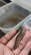 Image of Ocellated Bronze Skink