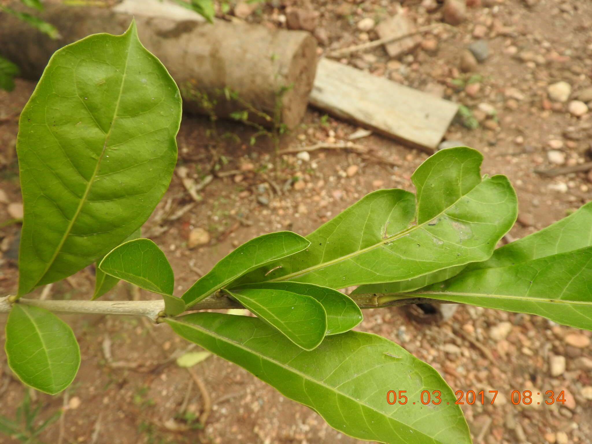 Image of common calabash tree