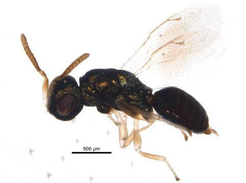 Image of Aphytis
