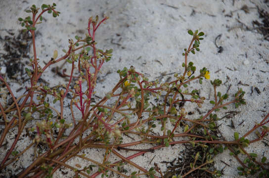 Image of Portulaca nitida (Danin & H. G. Baker) C. Ricceri & P. V. Arrigoni