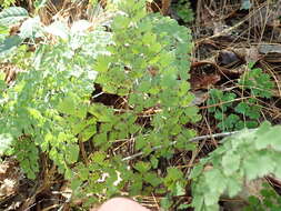 Adiantum andicola Liebm.的圖片