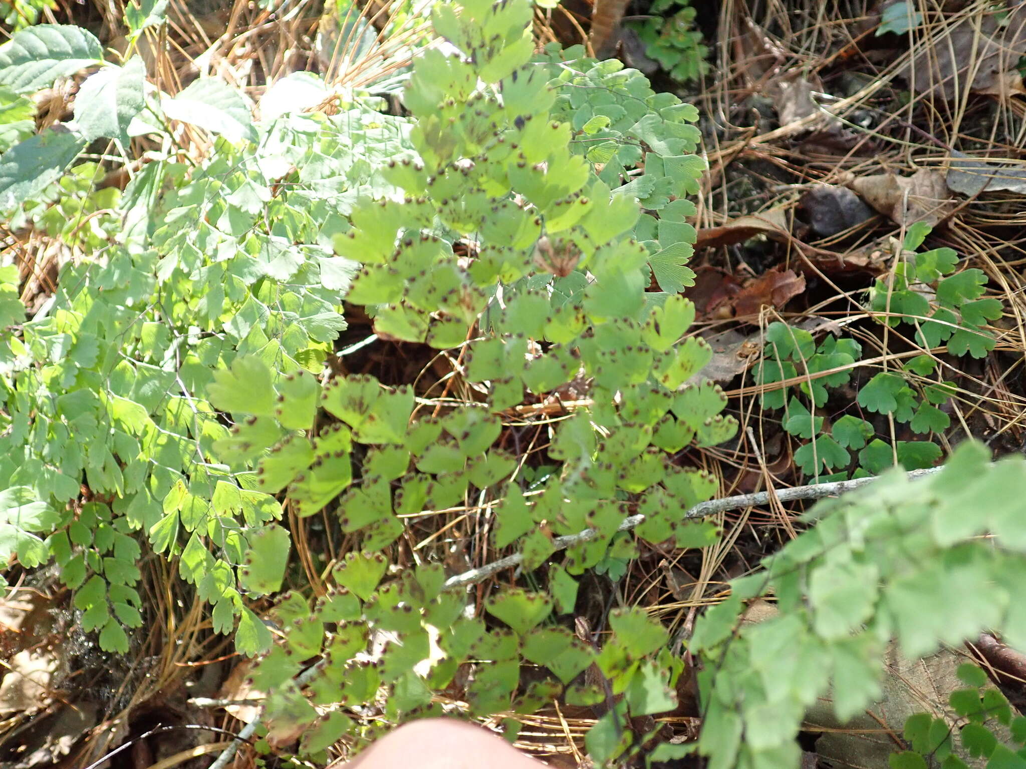 Image of Adiantum andicola Liebm.