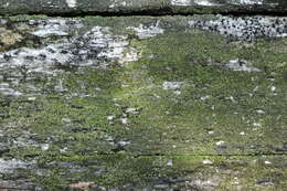 Image of trapeliopsis lichen