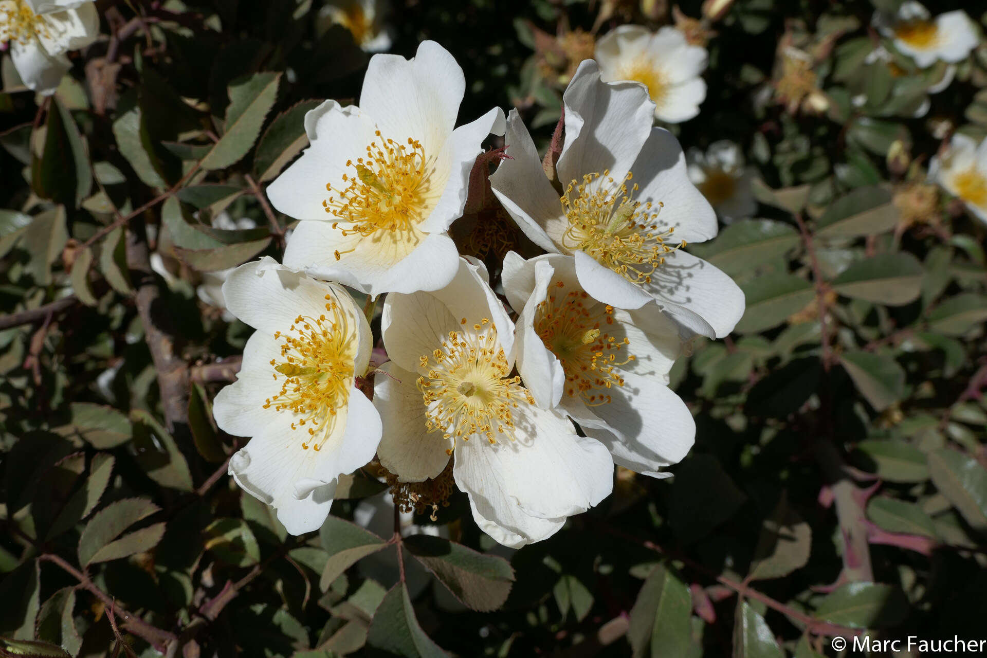 Image of Rosa abyssinica R. Br.