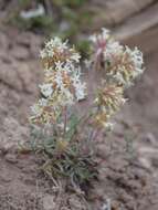 Sivun Ipomopsis spicata subsp. tridactyla (Rydb.) D. Wilken & R. L. Hartman kuva