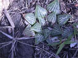 Слика од Haworthia pygmaea Poelln.