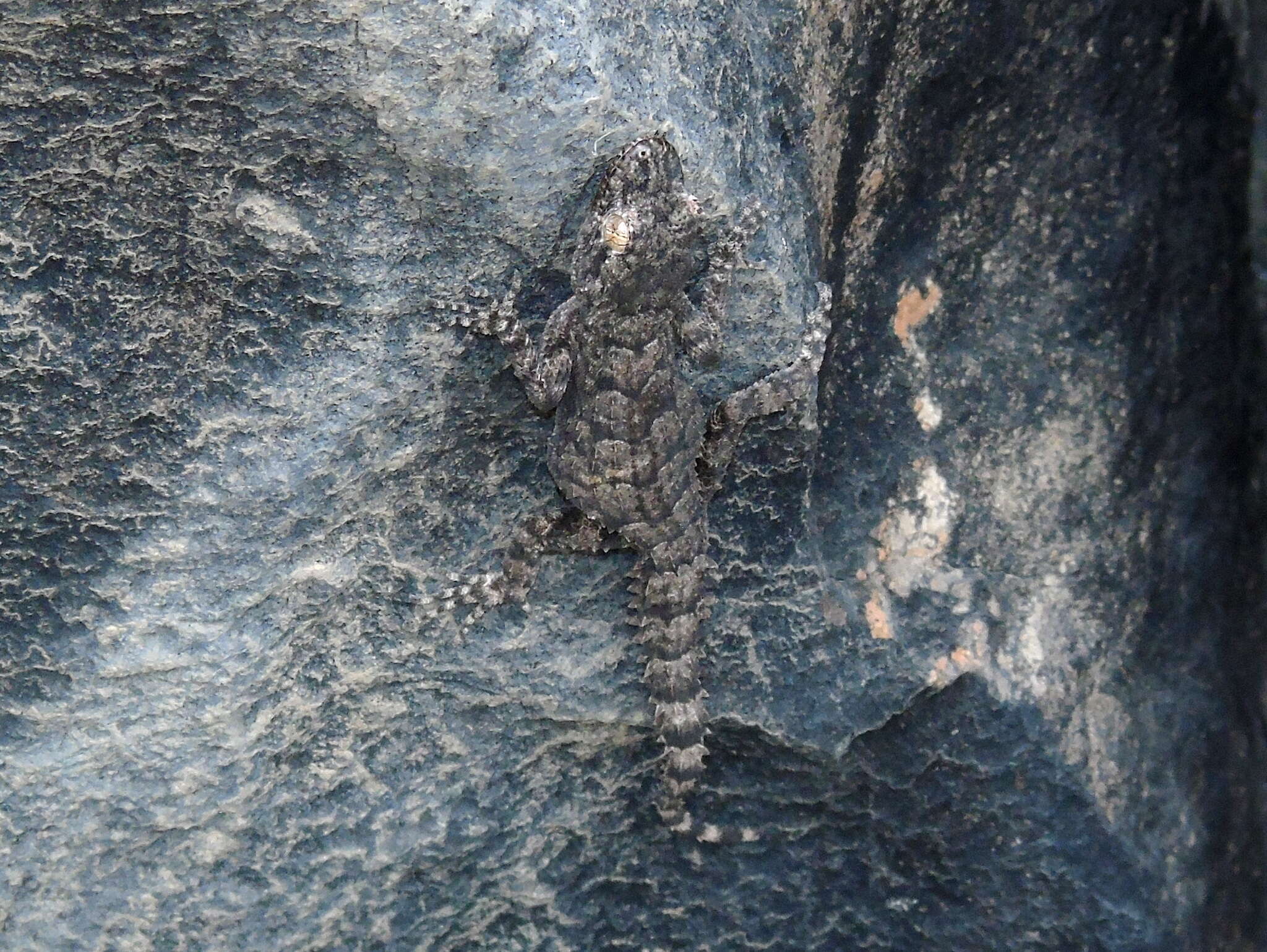 Image of Asia Minor Thin-toed Gecko