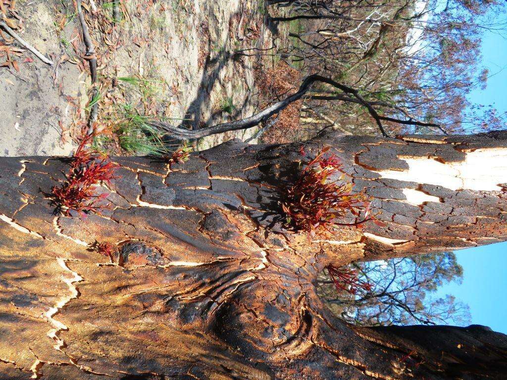 Image of Eucalyptus sclerophylla (Blakely) L. A. S. Johnson & Blaxell