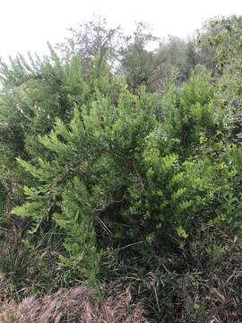 Image of Coriaria myrtifolia L.