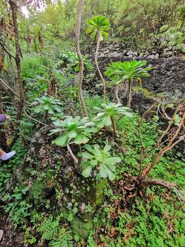 Image of saucer-plant