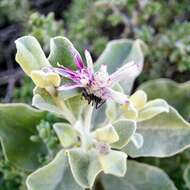 Ptilotus sessilifolius (Lindley) G. Benl的圖片