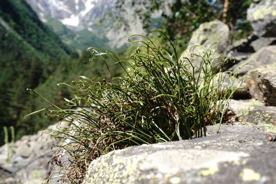 Image of Asplenium septentrionale subsp. caucasicum Fraser-Jenkins & Lovis