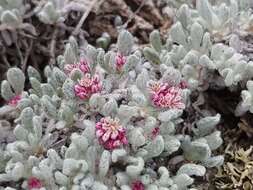 Image of Eriogonum soliceps Reveal & Björk